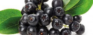 Aronia Beere Wildfrucht Vitamine