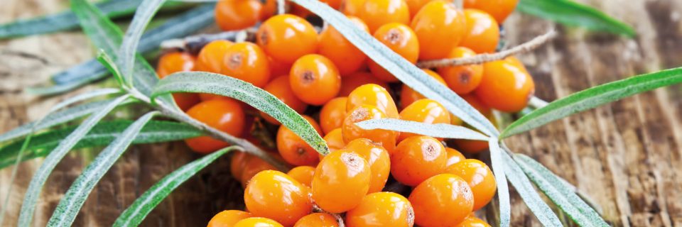 Sea Buckthorn