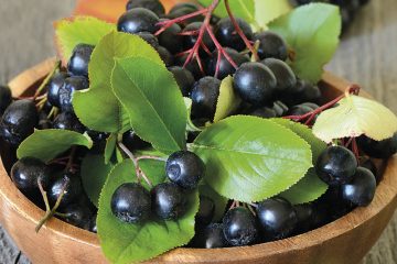 Aronia