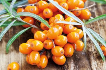 Sea Buckthorn